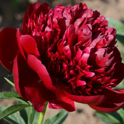 🔥🌺THE QUEEN OF FLOWERS—CHIKALABS DOUBLE PETALED PIANI