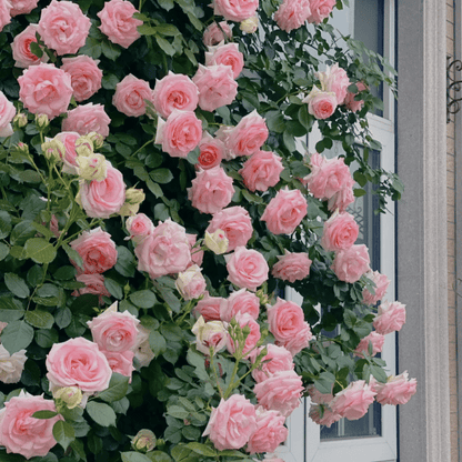 🔥🌺True Colorful Flowers Climbing Rose Seeds