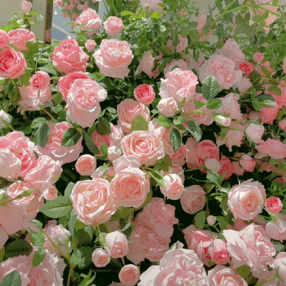 🔥🌺True Colorful Flowers Climbing Rose Seeds