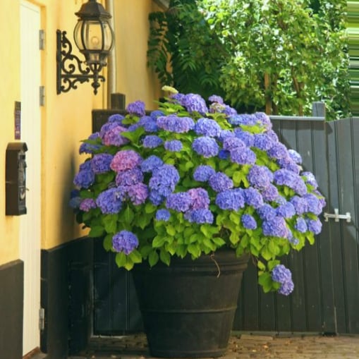 💥Chikalabs Outdoor Garden Decor Artificial Hydrangea Flowers💐
