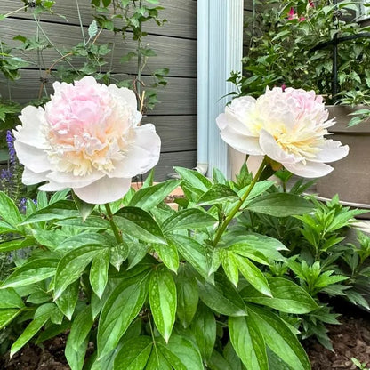 🔥🌺THE QUEEN OF FLOWERS—CHIKALABS DOUBLE PETALED PIANI