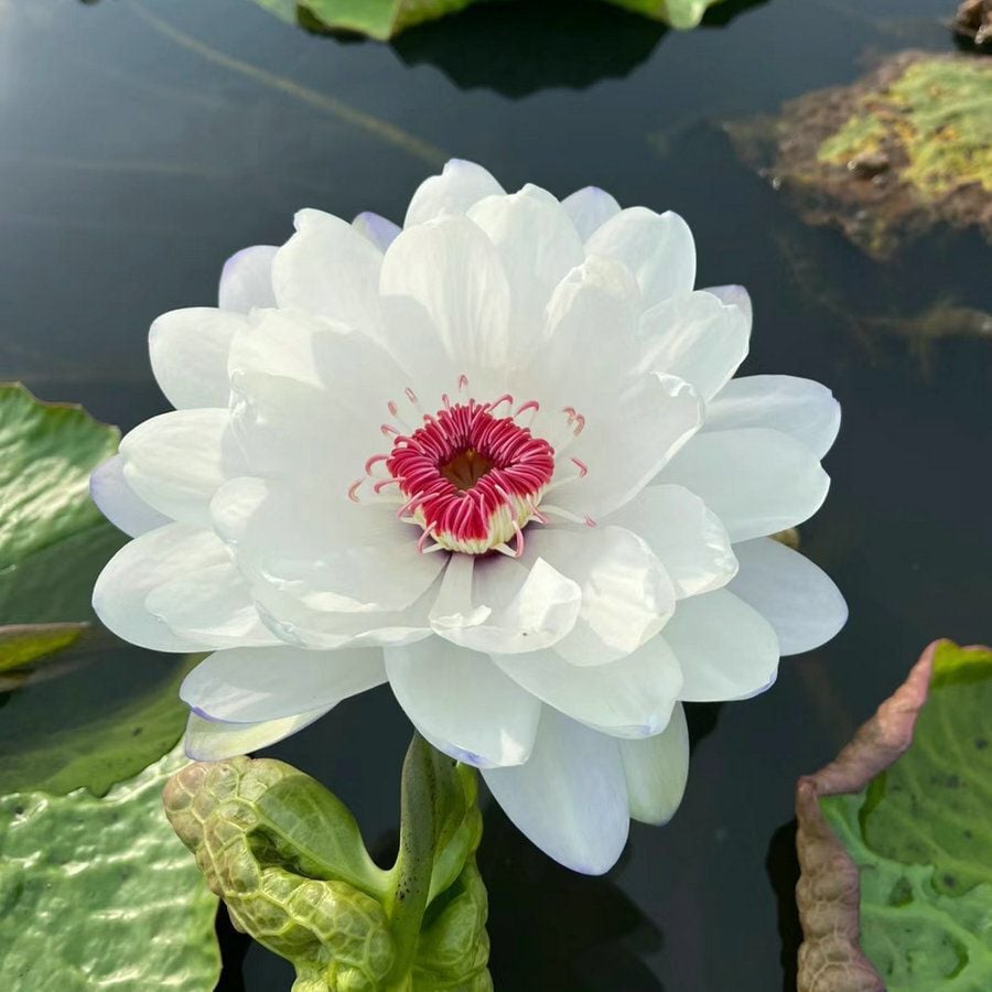 💐Chikalabs The Sacred Bonsai Bowl Lotus Flower