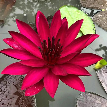 💐Chikalabs The Sacred Bonsai Bowl Lotus Flower