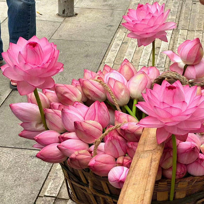💐Chikalabs The Sacred Bonsai Bowl Lotus Flower