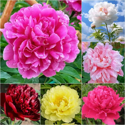 🔥🌺THE QUEEN OF FLOWERS—CHIKALABS DOUBLE PETALED PIANI