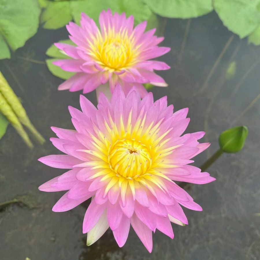 💐Chikalabs The Sacred Bonsai Bowl Lotus Flower