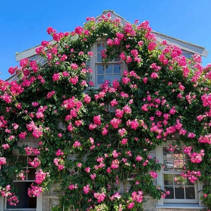 🔥🌺True Colorful Flowers Climbing Rose Seeds