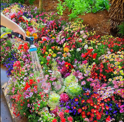 💝Mixed Wild Perennial Flowers Seeds-Over 60 Kinds Mixed