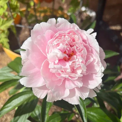 🔥🌺THE QUEEN OF FLOWERS—CHIKALABS DOUBLE PETALED PIANI