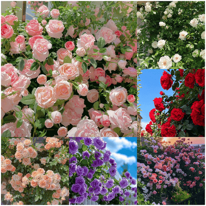 🔥🌺True Colorful Flowers Climbing Rose Seeds