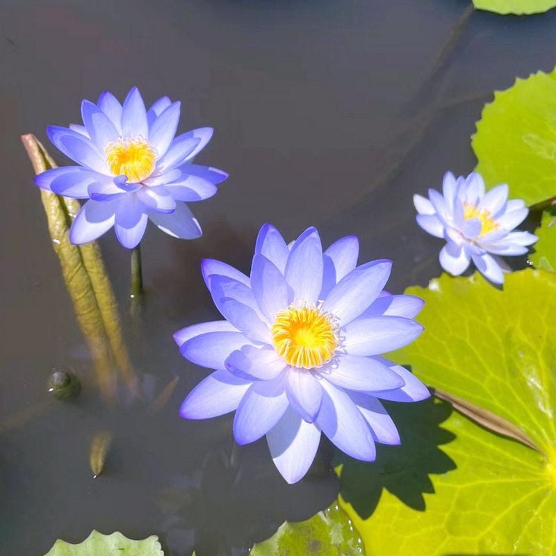 💐Chikalabs The Sacred Bonsai Bowl Lotus Flower