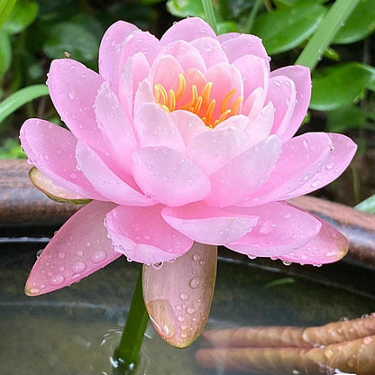 💐Chikalabs The Sacred Bonsai Bowl Lotus Flower