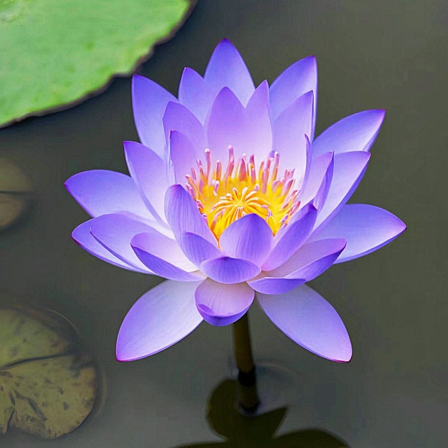 💐Chikalabs The Sacred Bonsai Bowl Lotus Flower