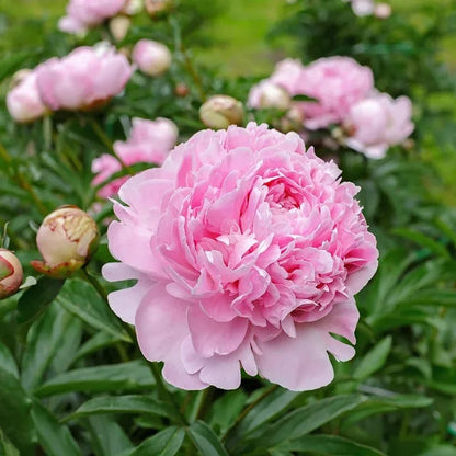 🔥🌺THE QUEEN OF FLOWERS—CHIKALABS DOUBLE PETALED PIANI