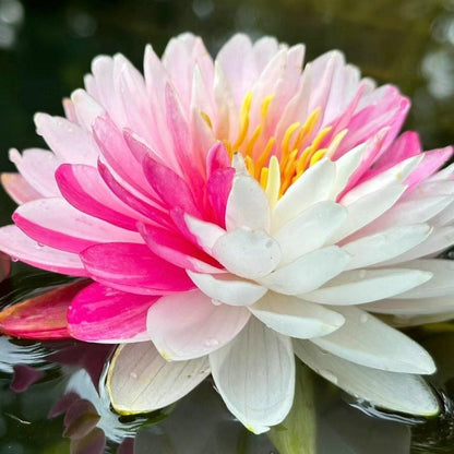 💐Chikalabs The Sacred Bonsai Bowl Lotus Flower