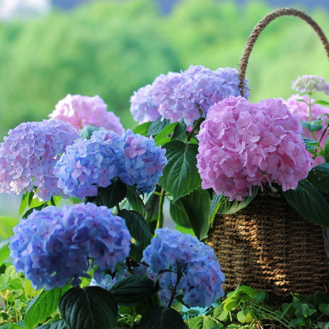💥Chikalabs Outdoor Garden Decor Artificial Hydrangea Flowers💐