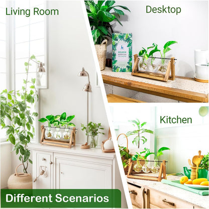 Stations pivotantes de propagation de plantes Chikalabs pour terrarium en verre