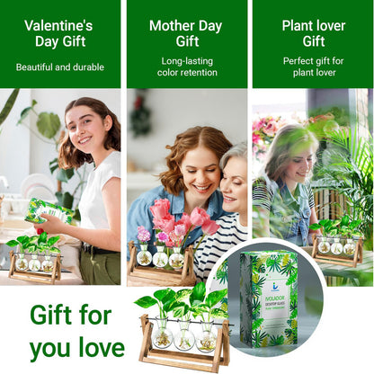 Stations pivotantes de propagation de plantes Chikalabs pour terrarium en verre