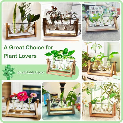 Stations pivotantes de propagation de plantes Chikalabs pour terrarium en verre