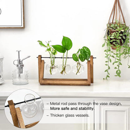 Stations pivotantes de propagation de plantes Chikalabs pour terrarium en verre