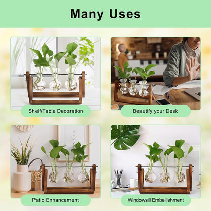 Stations pivotantes de propagation de plantes Chikalabs pour terrarium en verre