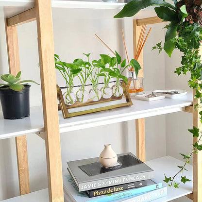 Stations pivotantes de propagation de plantes Chikalabs pour terrarium en verre