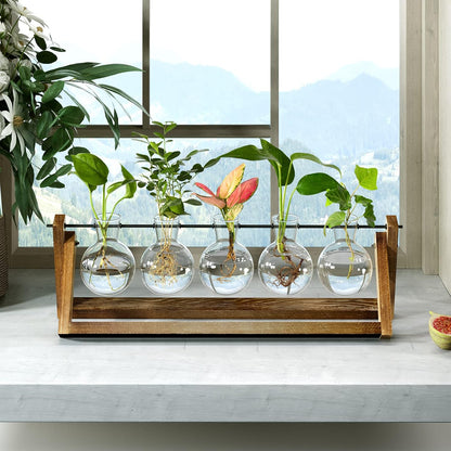 Chikalabs 5 Bulbs Plant Propagation Swing Stations Glass Terrarium