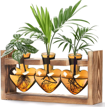 Chikalabs Brown Heart Pflanzenvermehrungsstationen Glasterrarium