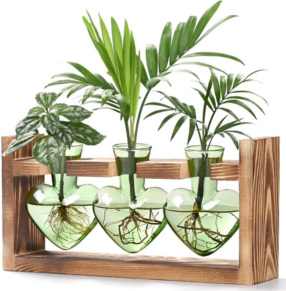 Chikalabs Colorful Plant Propagation Stations Glass Terrarium
