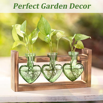 Chikalabs Green Heart Plant Propagation Stations Glass Terrarium