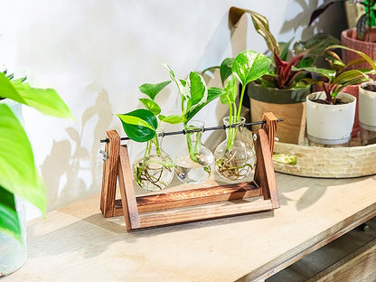 Stations pivotantes de propagation de plantes Chikalabs pour terrarium en verre