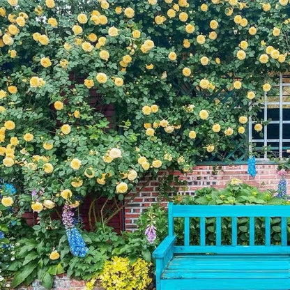 🔥🌺True Colorful Flowers Climbing Rose Seeds