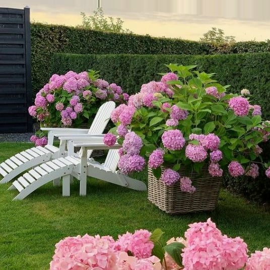 💥Chikalabs Outdoor Garden Decor Artificial Hydrangea Flowers💐