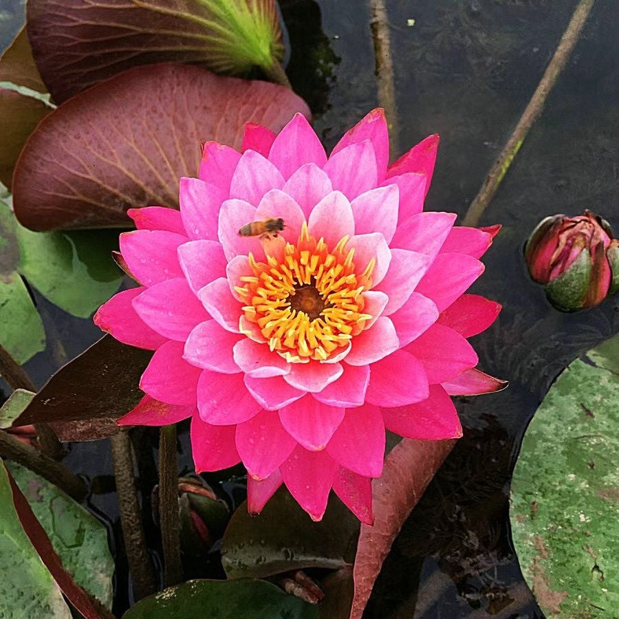 💐Chikalabs The Sacred Bonsai Bowl Lotus Flower