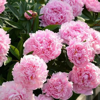 🔥🌺THE QUEEN OF FLOWERS—CHIKALABS DOUBLE PETALED PIANI