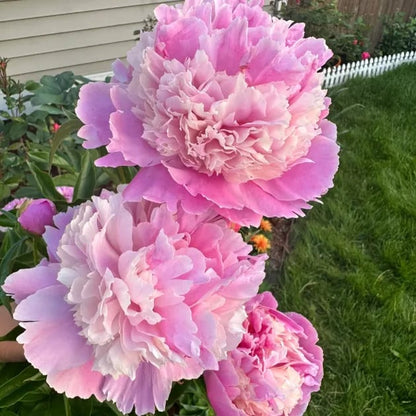 🔥🌺THE QUEEN OF FLOWERS—CHIKALABS DOUBLE PETALED PIANI