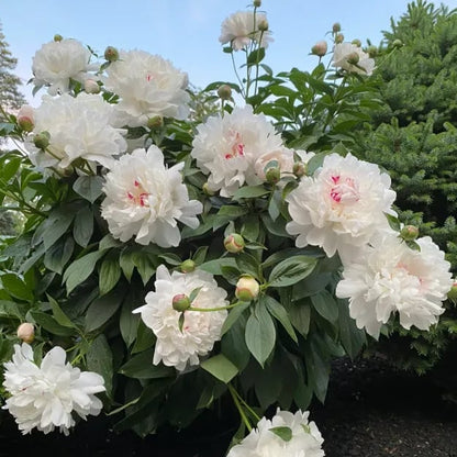 🔥🌺THE QUEEN OF FLOWERS—CHIKALABS DOUBLE PETALED PIANI