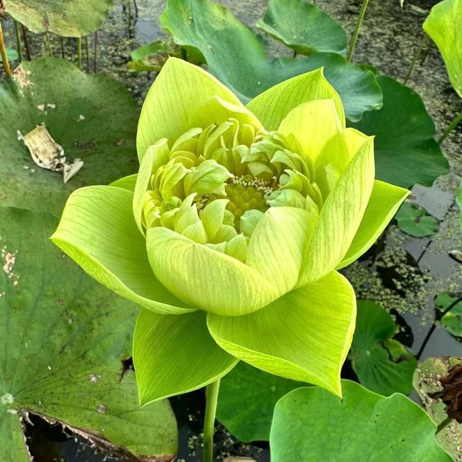 💐Chikalabs The Sacred Bonsai Bowl Lotus Flower