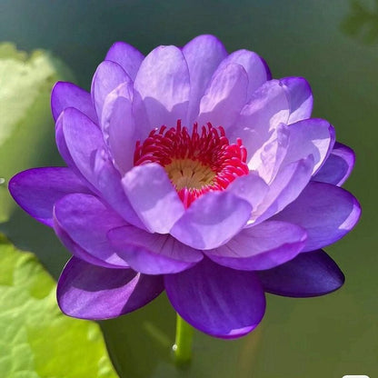 💐Chikalabs The Sacred Bonsai Bowl Lotus Flower