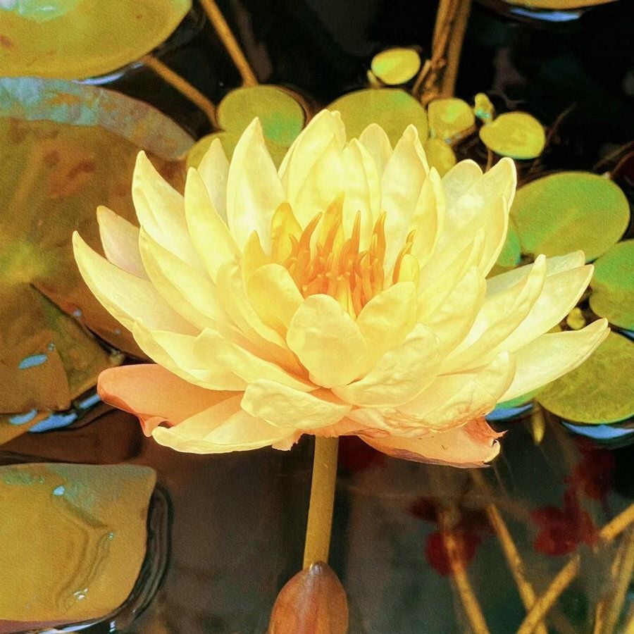 💐Chikalabs The Sacred Bonsai Bowl Lotus Flower