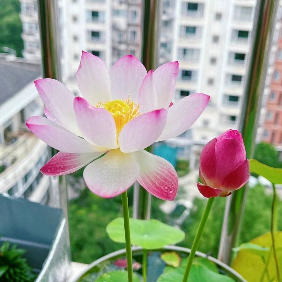 💐Chikalabs The Sacred Bonsai Bowl Lotus Flower