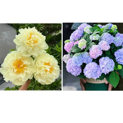 🔥🌺THE QUEEN OF FLOWERS—CHIKALABS DOUBLE PETALED PIANI