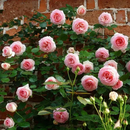 🔥🌺True Colorful Flowers Climbing Rose Seeds