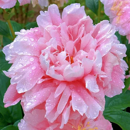 🔥🌺THE QUEEN OF FLOWERS—CHIKALABS DOUBLE PETALED PIANI