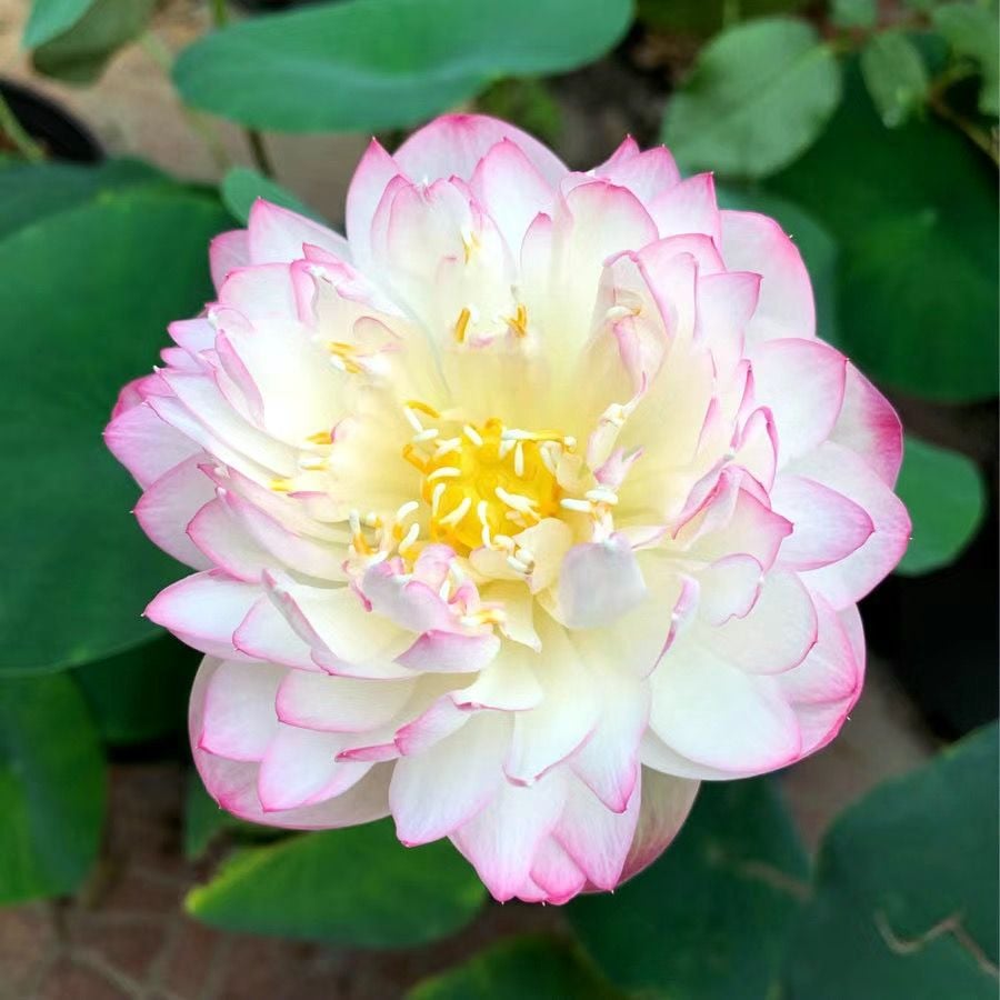 💐Chikalabs The Sacred Bonsai Bowl Lotus Flower