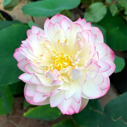💐Chikalabs The Sacred Bonsai Bowl Lotus Flower