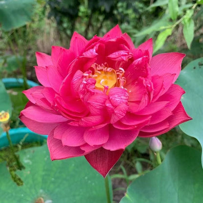 💐Chikalabs The Sacred Bonsai Bowl Lotus Flower