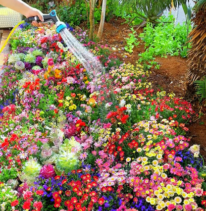 💝Mixed Wild Perennial Flowers Seeds-Over 60 Kinds Mixed